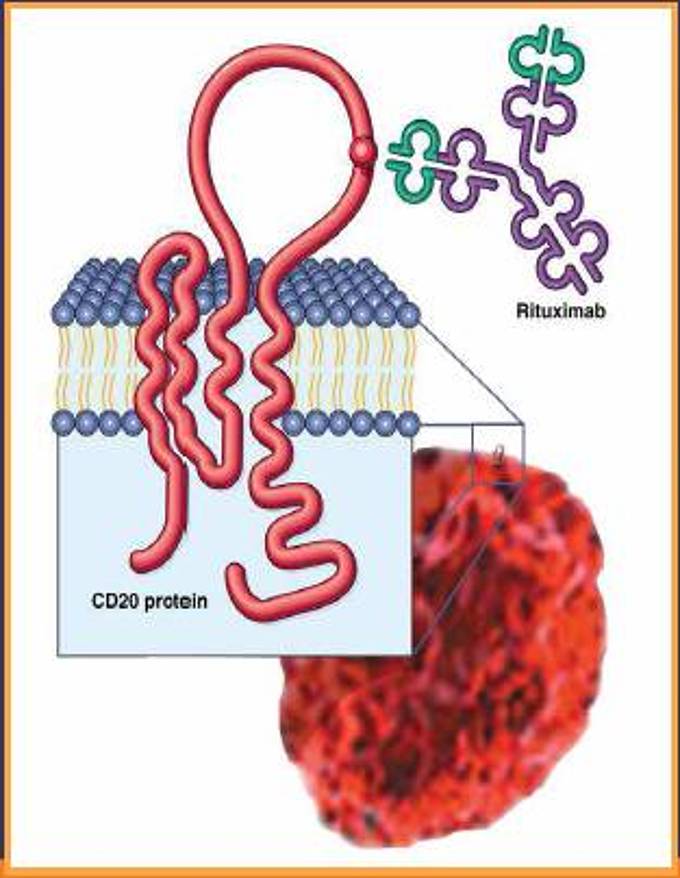 Der Wirkmechanismus Von Rituximab – Rheuma-online