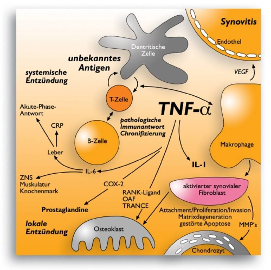 Das antwort. TNF Alpha. TNF иммунология. Тнф Альфа механизм действия. TNF физиология.